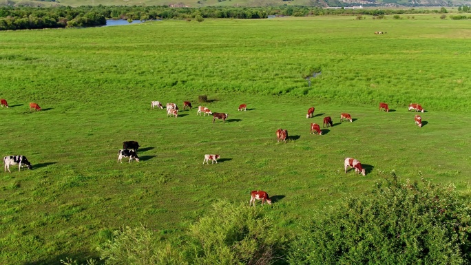 草原牛群马群