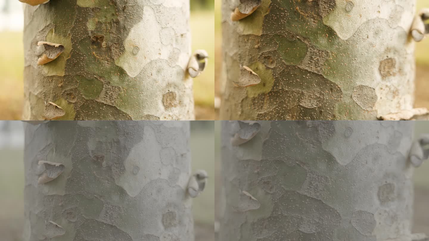 树干上的蚂蚁