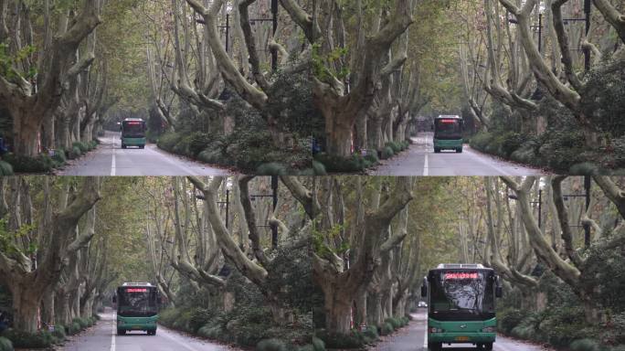 公交车在树林行驶