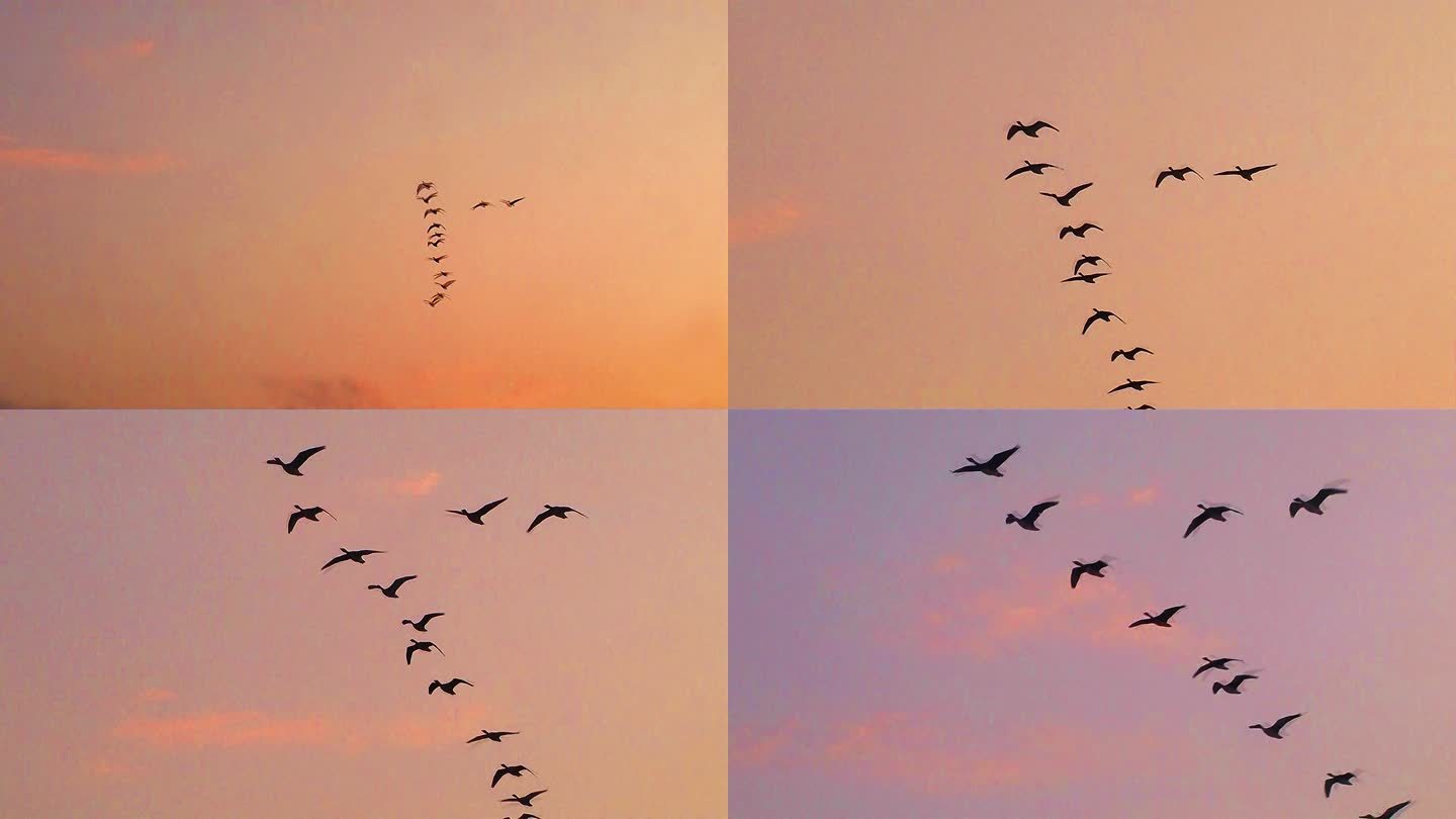雁群在霞光中飞翔