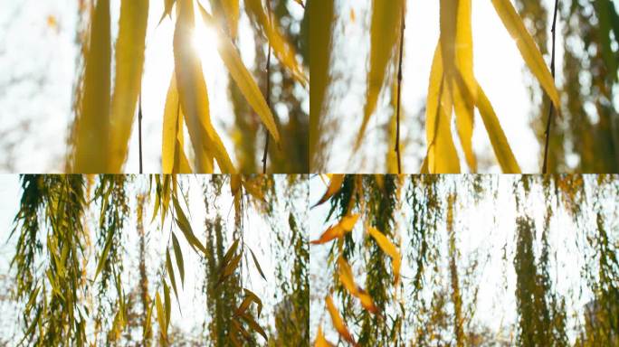 秋天金黄柳树叶飘动阳光穿过特写