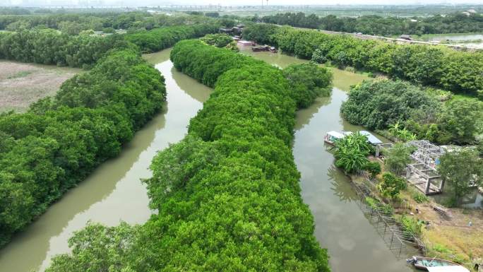 广州南沙湿地红树林航拍4K