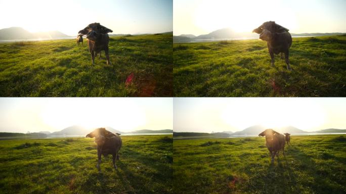 阳光 绿草 牛
