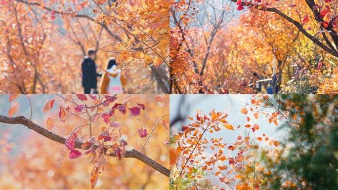 北京坡峰岭人群赏红叶实拍