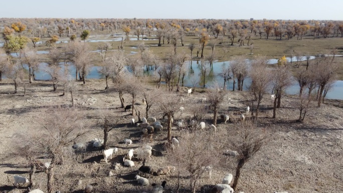 2020新疆叶尔羌河边的胡杨