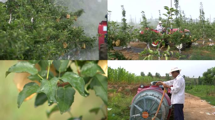苹果园机械化打药