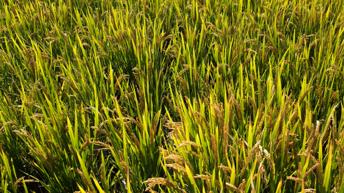 【4K】水稻稻田小麦米农作物