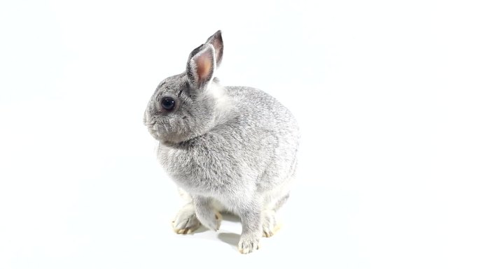 灰色兔子白色背景灰色兔子可爱宠物