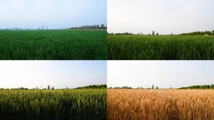 冬小麦延时生长过程