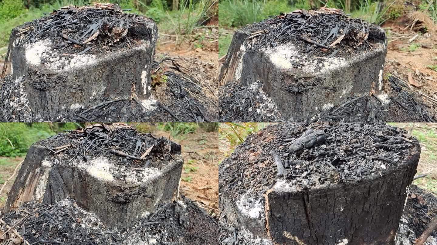 烧焦的木炭 大火过后被烧焦的木根  木炭