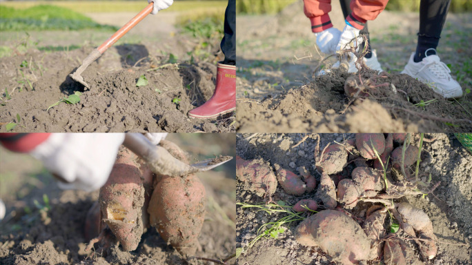 挖地瓜挖红薯4K特写