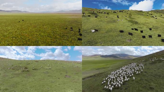 四川省阿坝州若尔盖草原牛群羊群航拍素材
