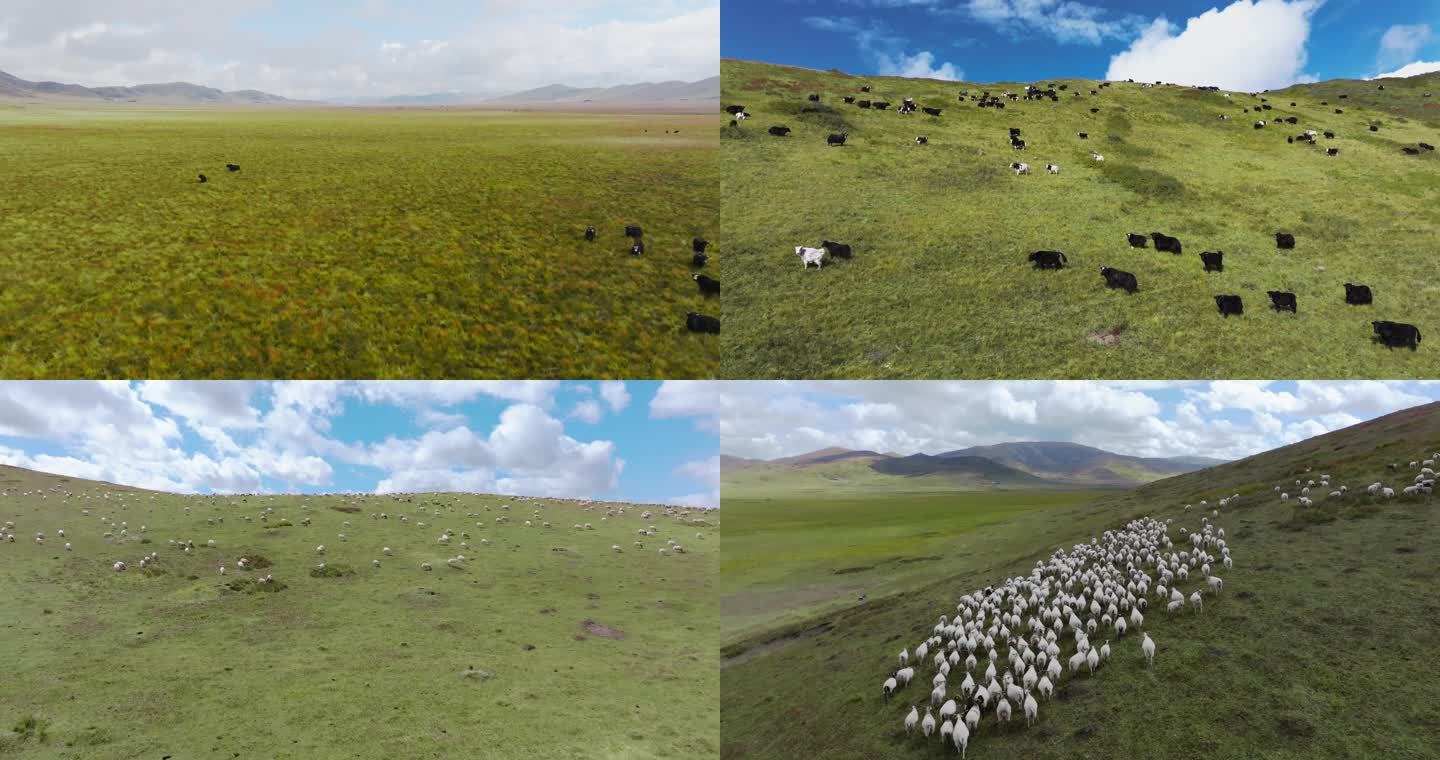 四川省阿坝州若尔盖草原牛群羊群航拍素材