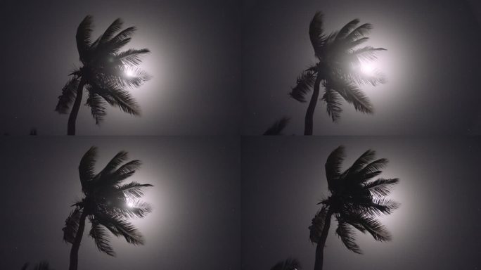 月光透过棕榈叶暗黑诡异气氛
