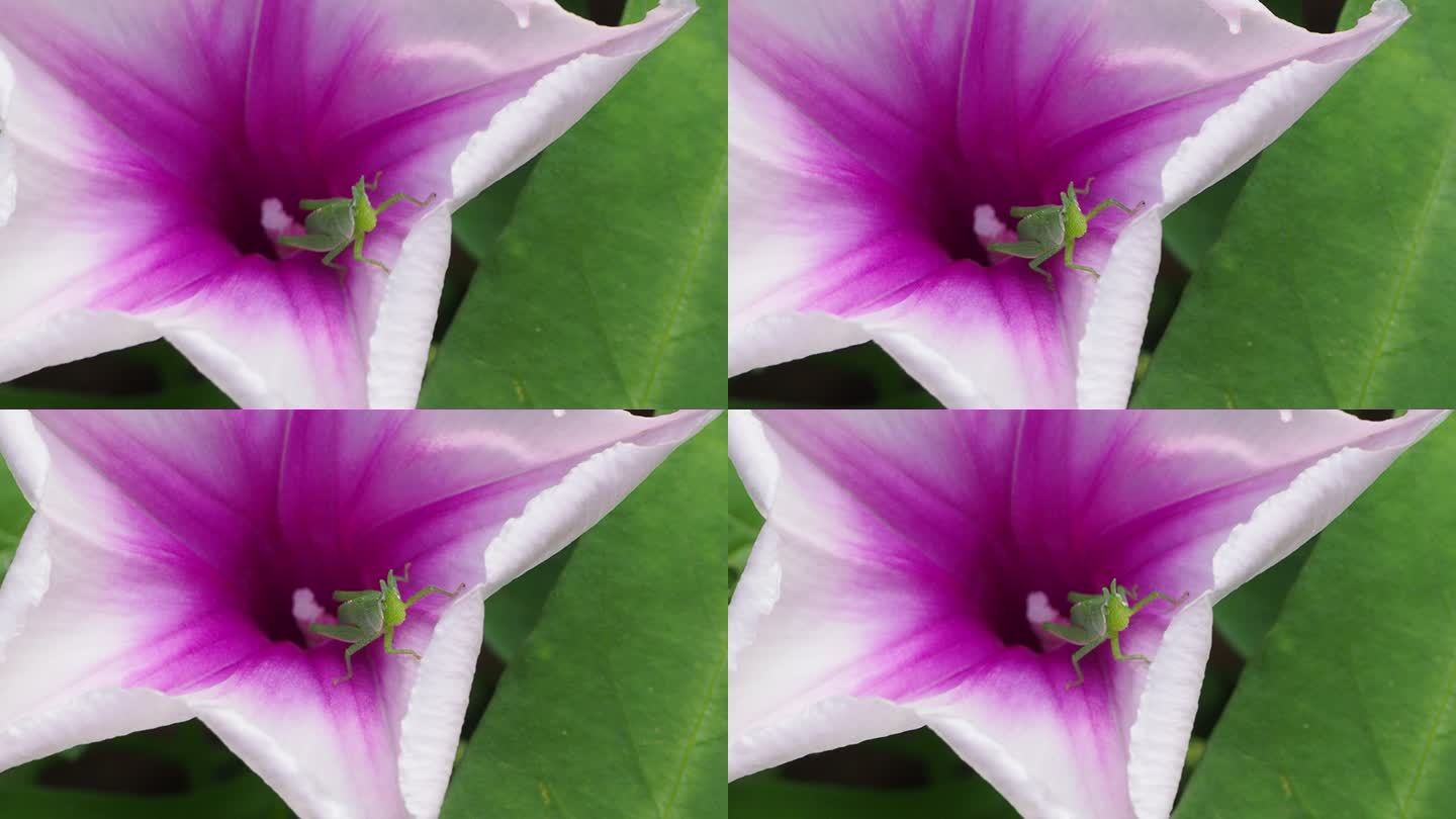 牵牛花上的蝗虫花朵虫子特写镜头近距拍摄