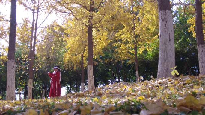美景秋天秋季生命黄色树林游人拍照秋高气爽