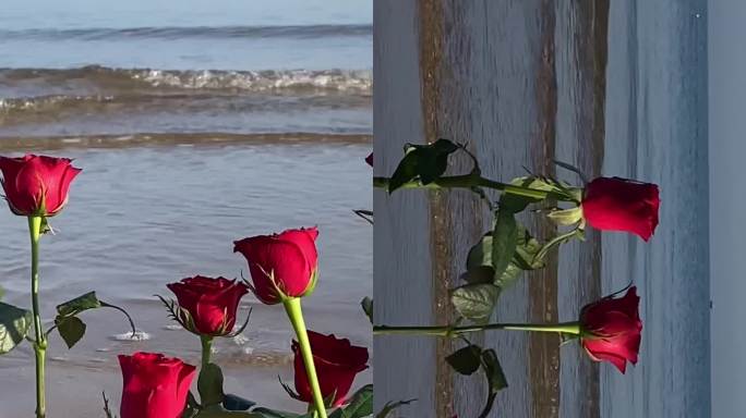 海边玫瑰少女 手机摄影
