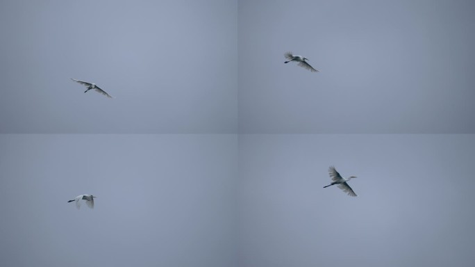 白鹭展翅飞翔慢镜头