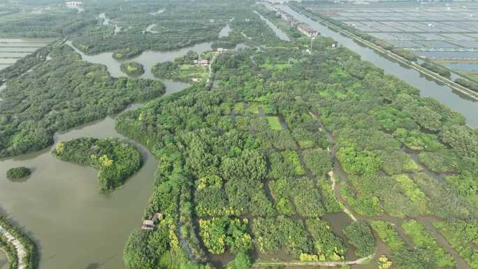 广州南沙红树林湿地公园航拍001 4K