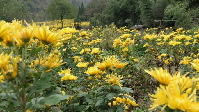 满地金黄菊花