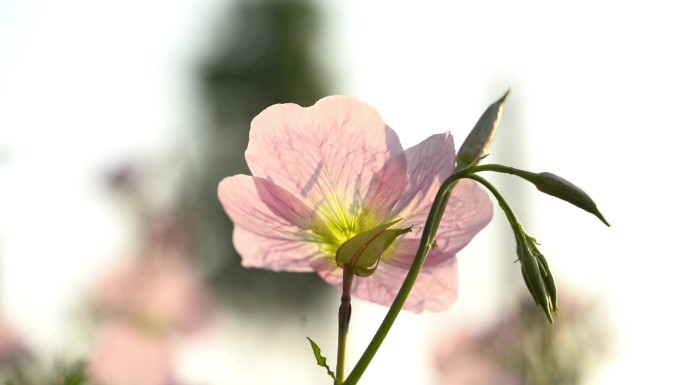 阳光下的花朵