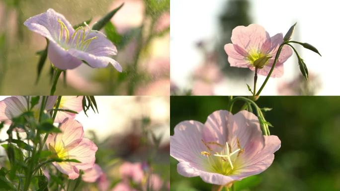 阳光下的花朵