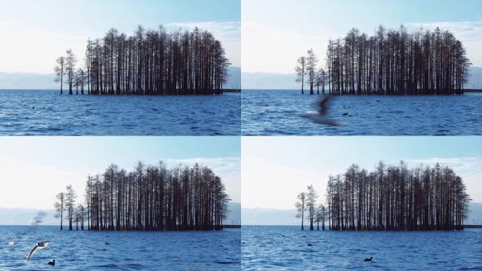 冬日湖面 孤独的树林