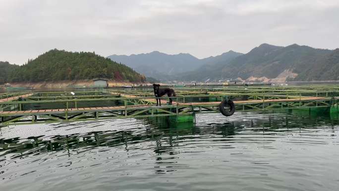 黑狗 千岛湖 养殖 没上过岸的狗 养鱼