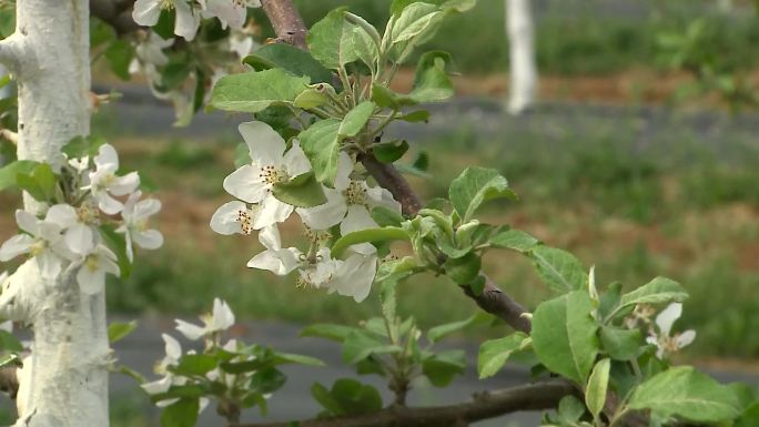 苹果树开花