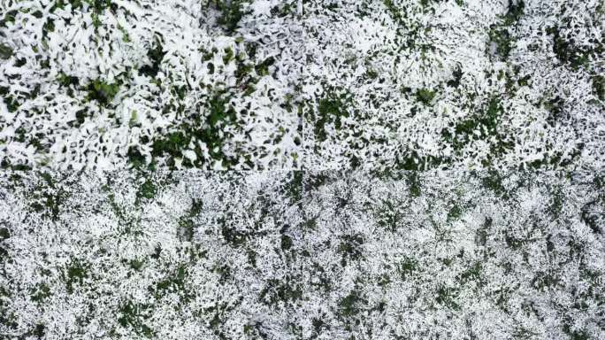 积雪覆盖植被