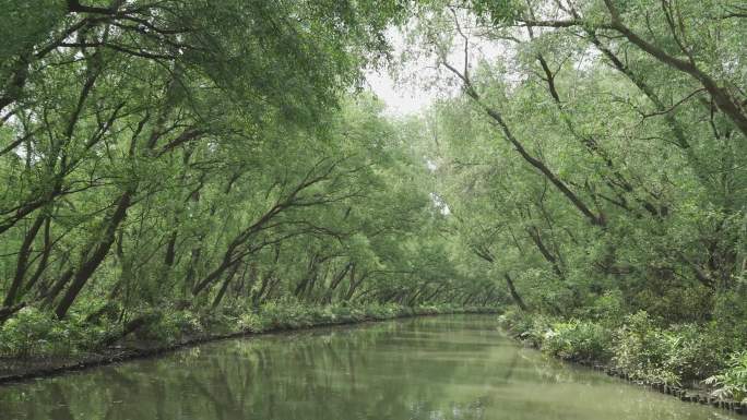 广州南沙湿地红树林生态保护区