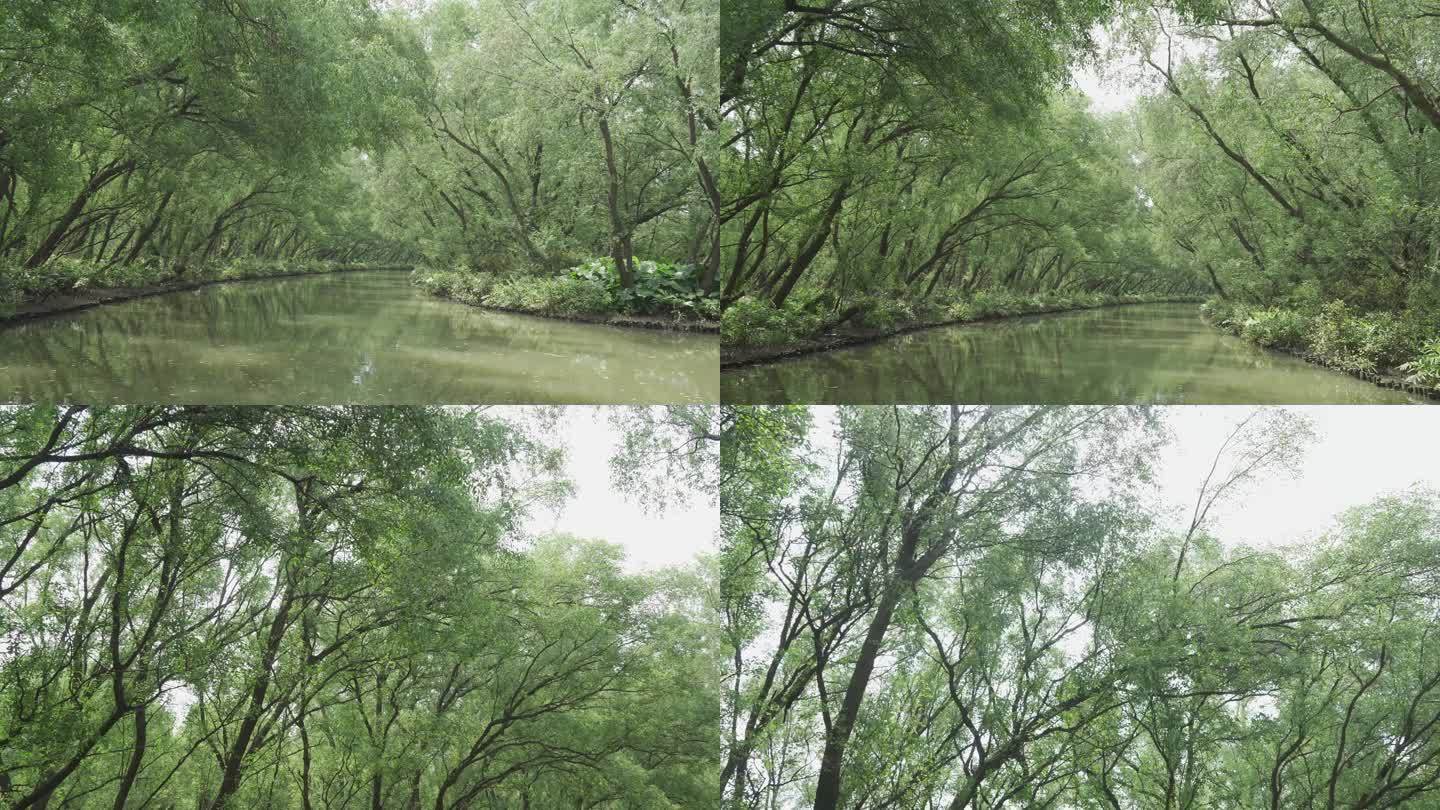 广州南沙湿地红树林生态保护区