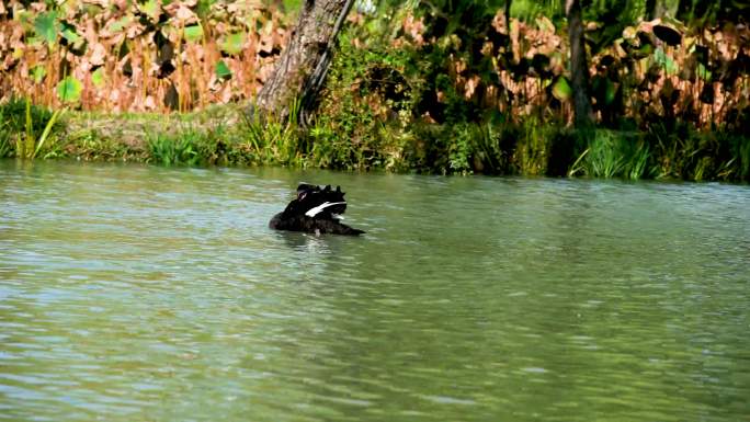 秋天在秋水中梳洗嬉戏运动的黑天鹅
