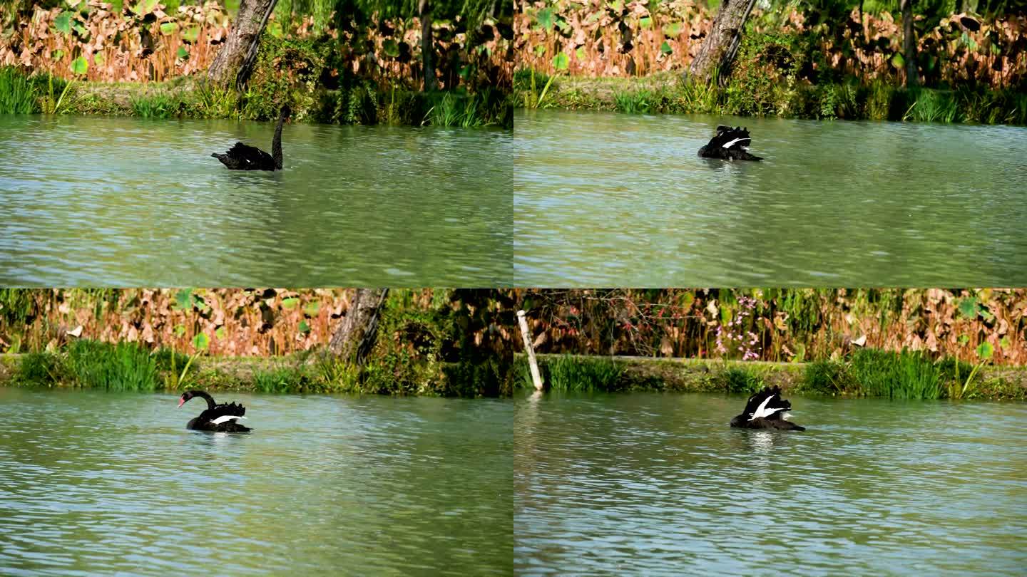 秋天在秋水中梳洗嬉戏运动的黑天鹅
