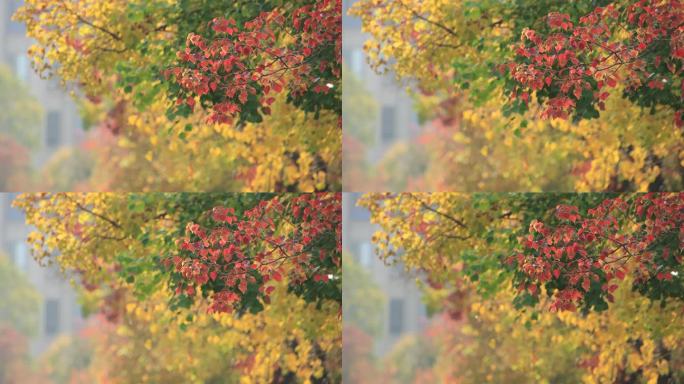 威海悦海公园的晚秋黄栌红叶