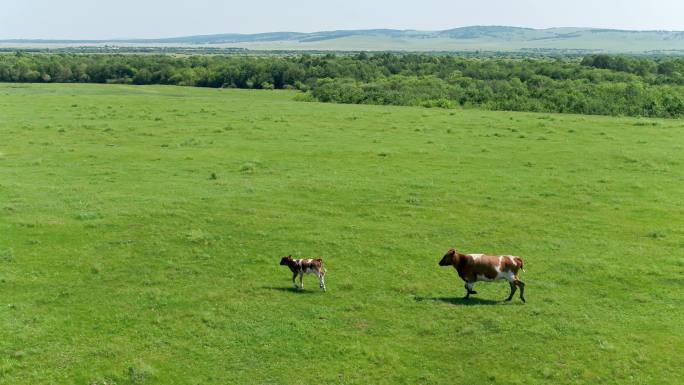 大牛和小牛在草原奔跑