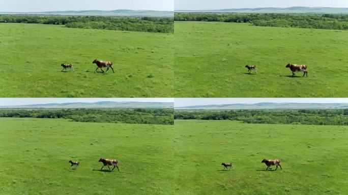 大牛和小牛在草原奔跑