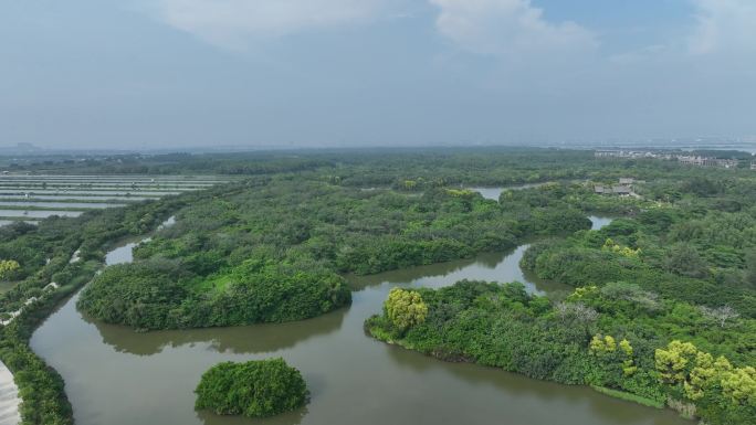 广州南沙红树林湿地公园航拍002 4K