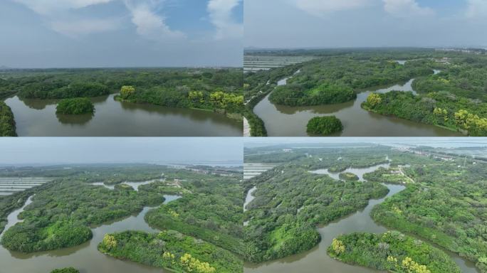 广州南沙红树林湿地公园航拍002 4K