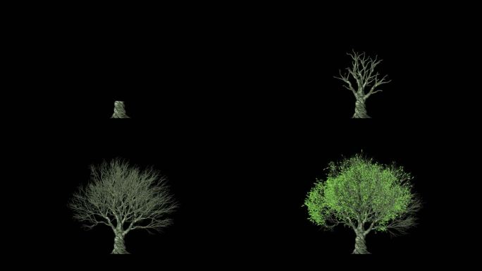 树生长动画透明带通道
