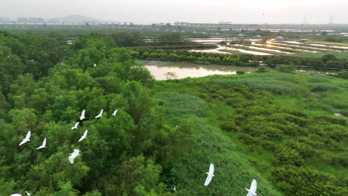 广州南沙红树林湿地候鸟栖息地4K