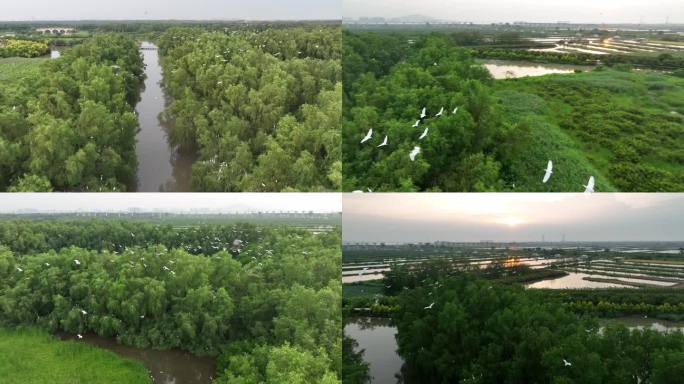 广州南沙红树林湿地候鸟栖息地4K