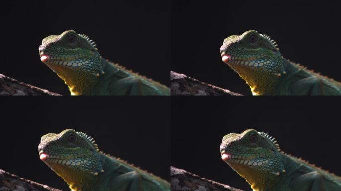 蜥蜴看着相机变色龙爬宠