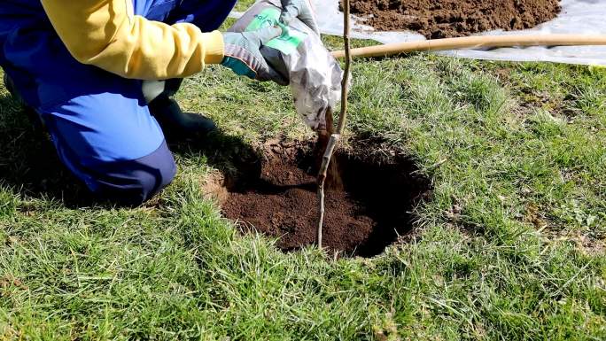 一个年轻人在院子里用铁锹挖了一个洞，准备种一棵梨树。