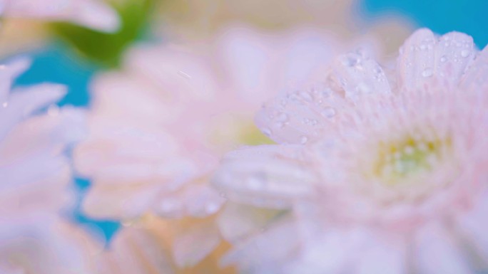 植物保湿精华鲜花花瓣花朵水滴
