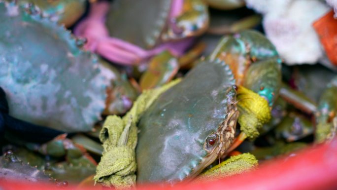 海鲜 青蟹 螃蟹 特写