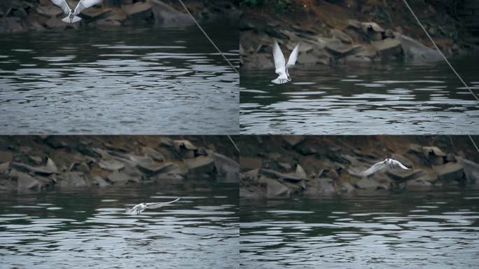 灰翅浮鸥水面觅食-慢镜头