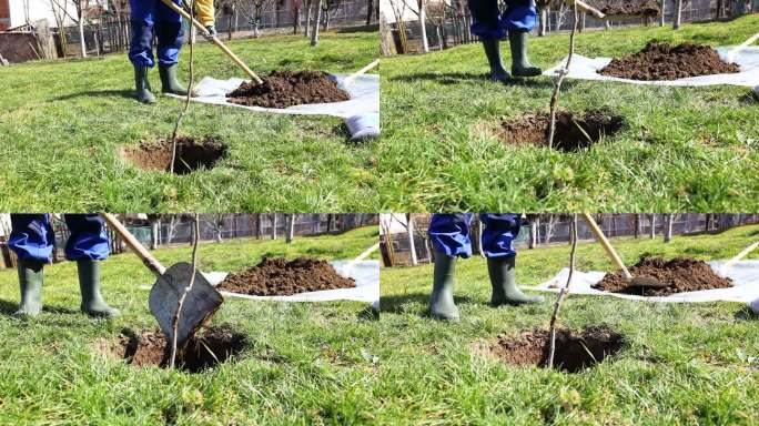 一个年轻人在院子里用铁锹挖了一个洞，准备种一棵梨树。