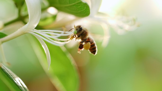 蜜蜂采蜜特写慢镜头微距高速拍摄蜜蜂飞舞