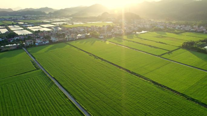 生态农业稻田日出光影